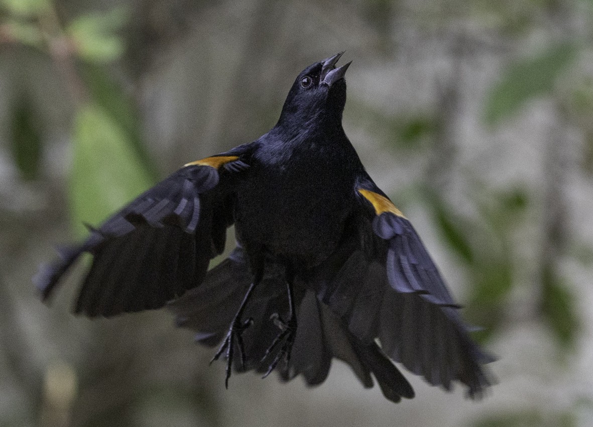Tawny-shouldered Blackbird - ML613355800