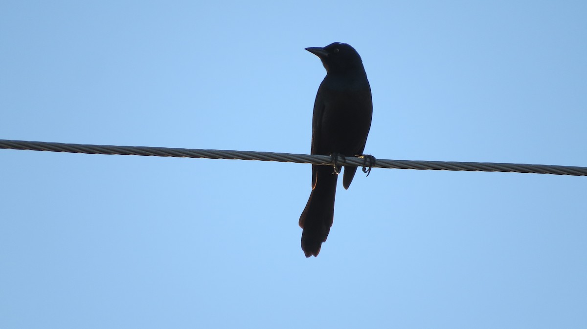 Common Grackle - Mike Curry