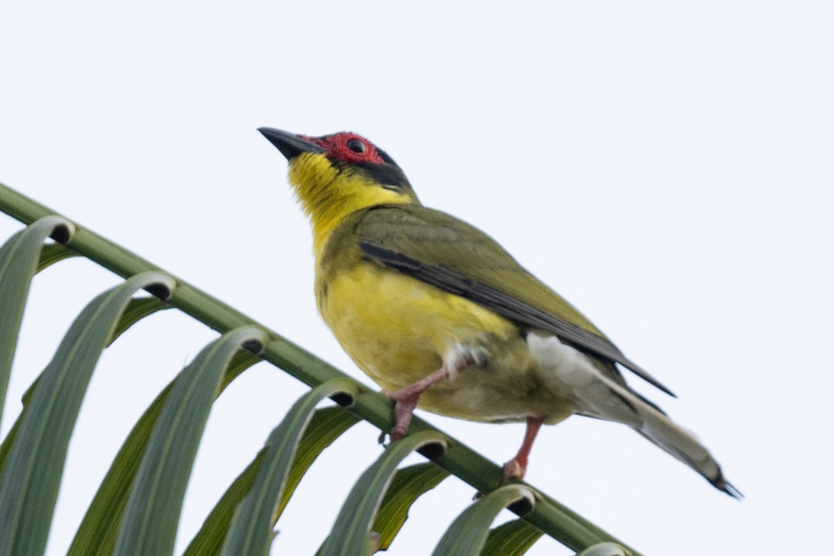 Australasian Figbird - ML613356380