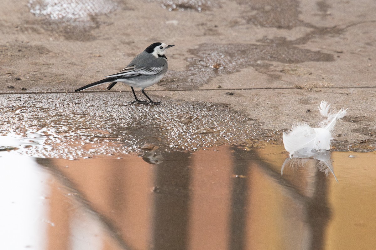 White Wagtail (White-faced) - ML613356411