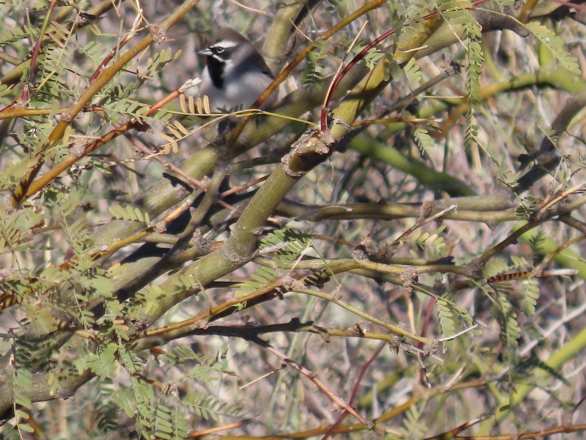 Black-throated Sparrow - ML613356419