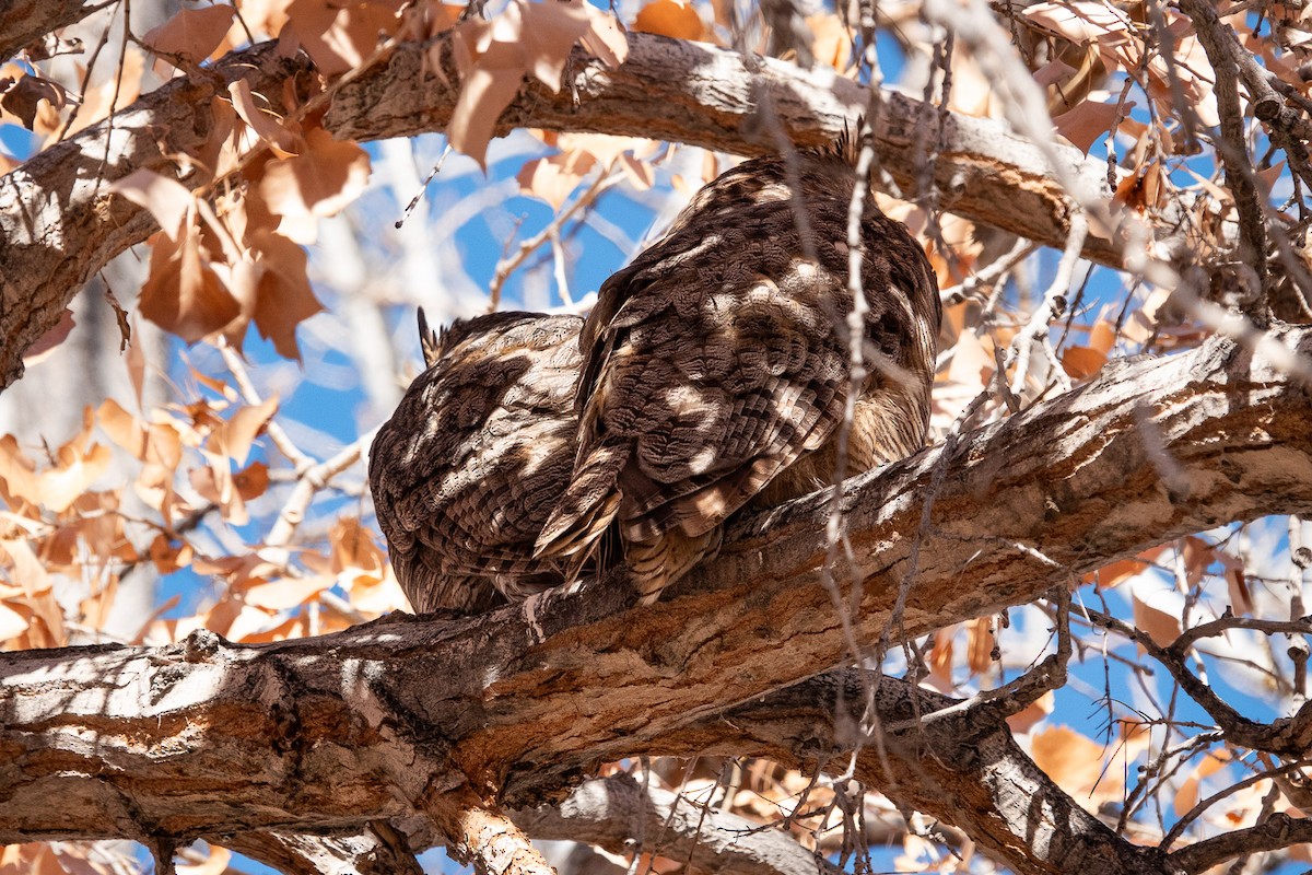 Great Horned Owl - ML613356540