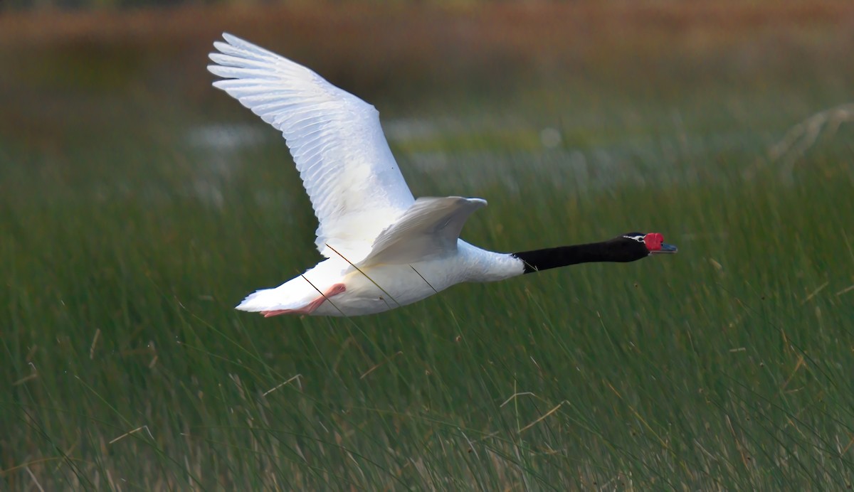 Black-necked Swan - ML613356658