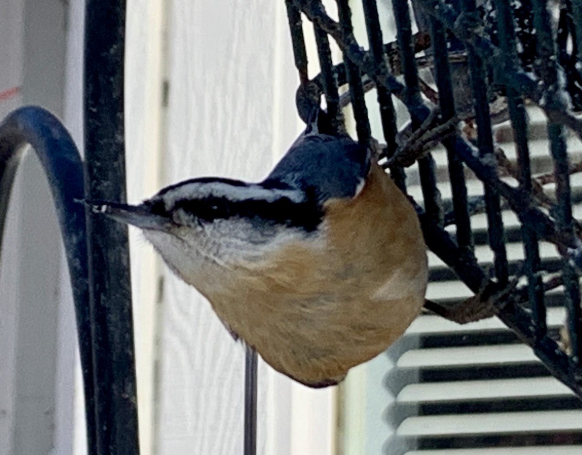Red-breasted Nuthatch - ML613356668