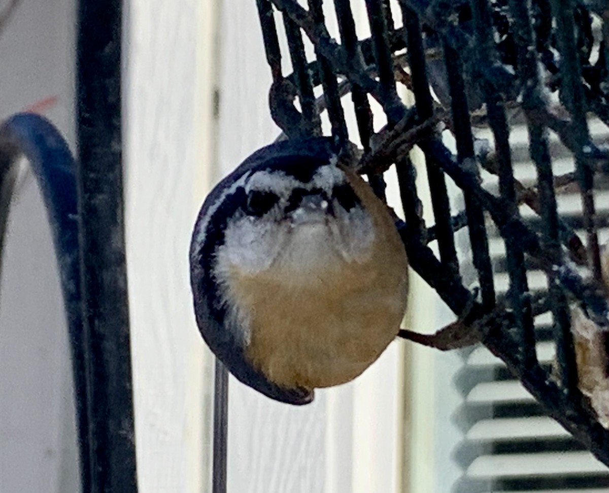 Red-breasted Nuthatch - ML613356669