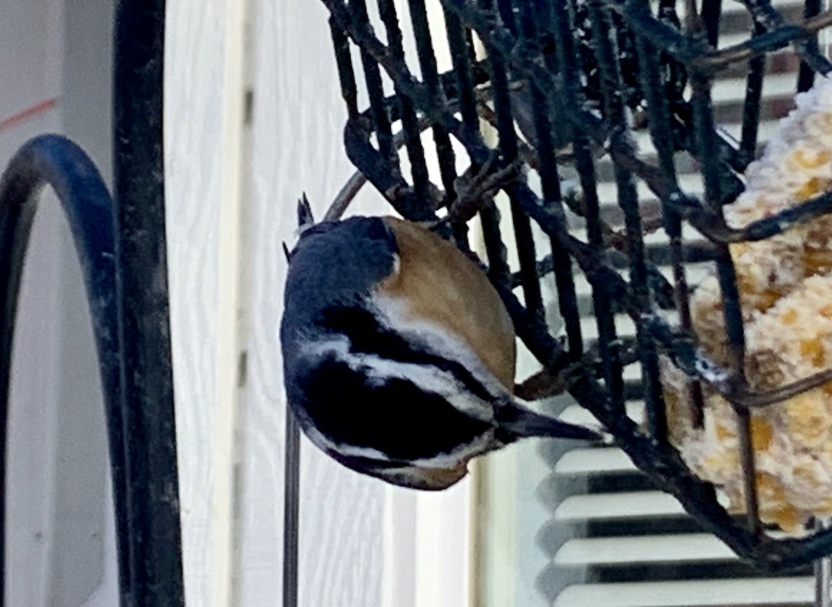 Red-breasted Nuthatch - ML613356670