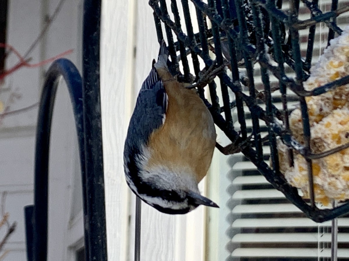 Red-breasted Nuthatch - ML613356671
