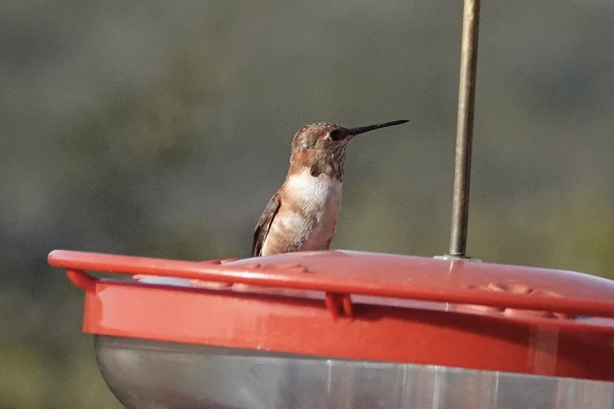 Rufous Hummingbird - ML613356908