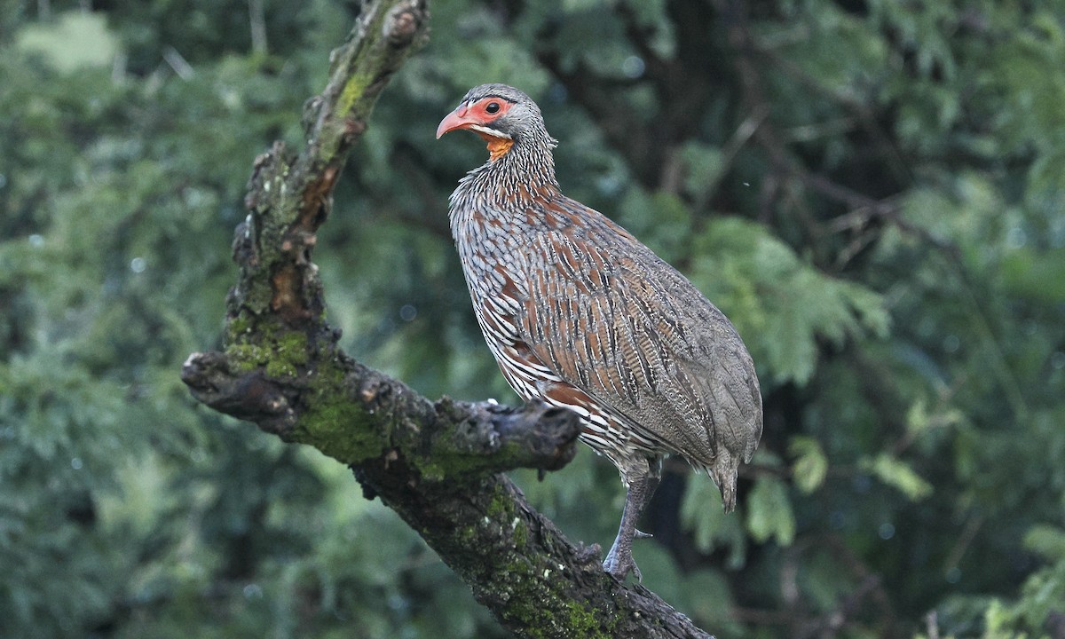Gray-breasted Spurfowl - ML613356991