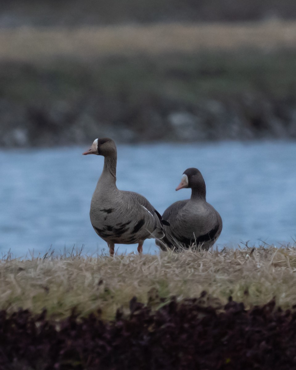 eBird Checklist - 10 Jan 2024 - Hebron Fish Hatchery and Wetlands - 2 ...