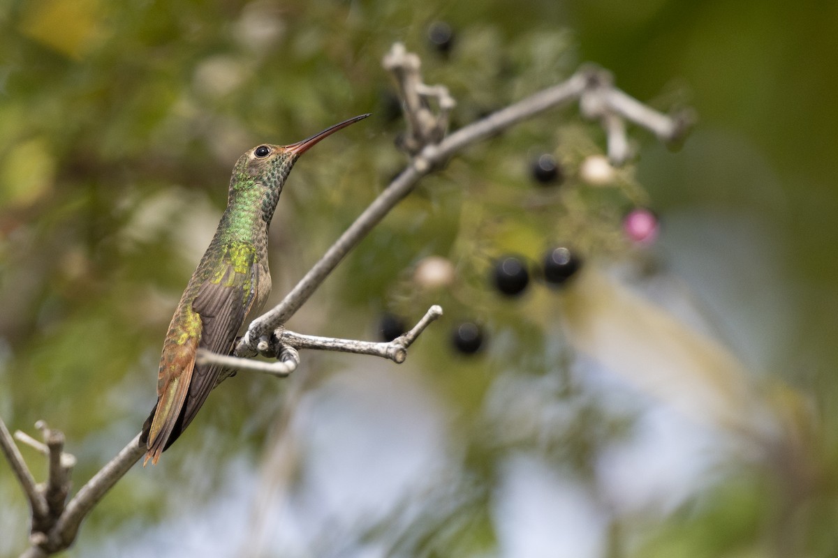 kolibřík yukatanský (ssp. cerviniventris/chalconota) - ML613357114