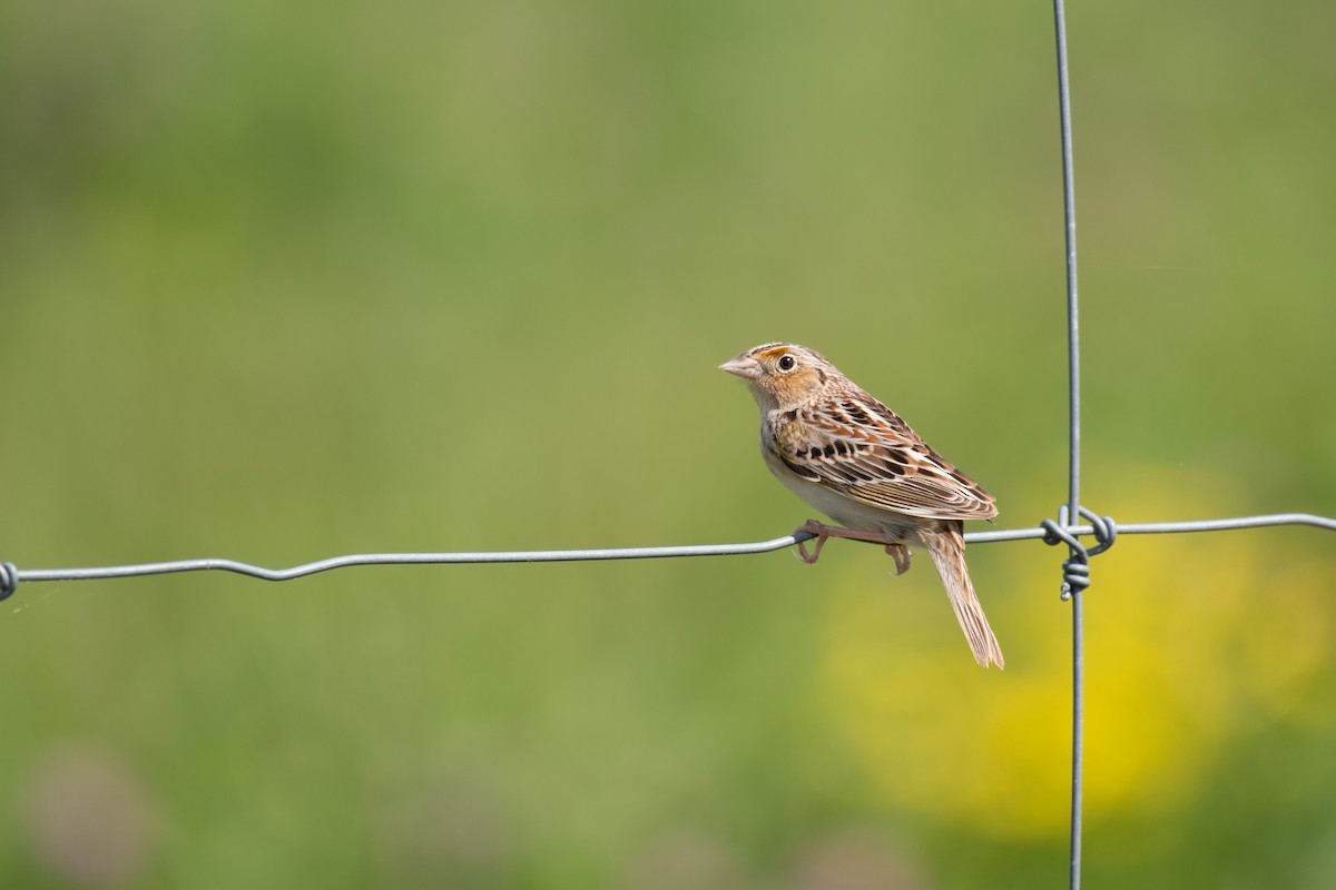 Grasshopper Sparrow - ML613357276