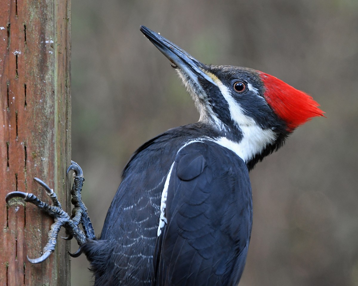 EBird Checklist 10 Jan 2024 Feeder Station Yard 10 Species   1200