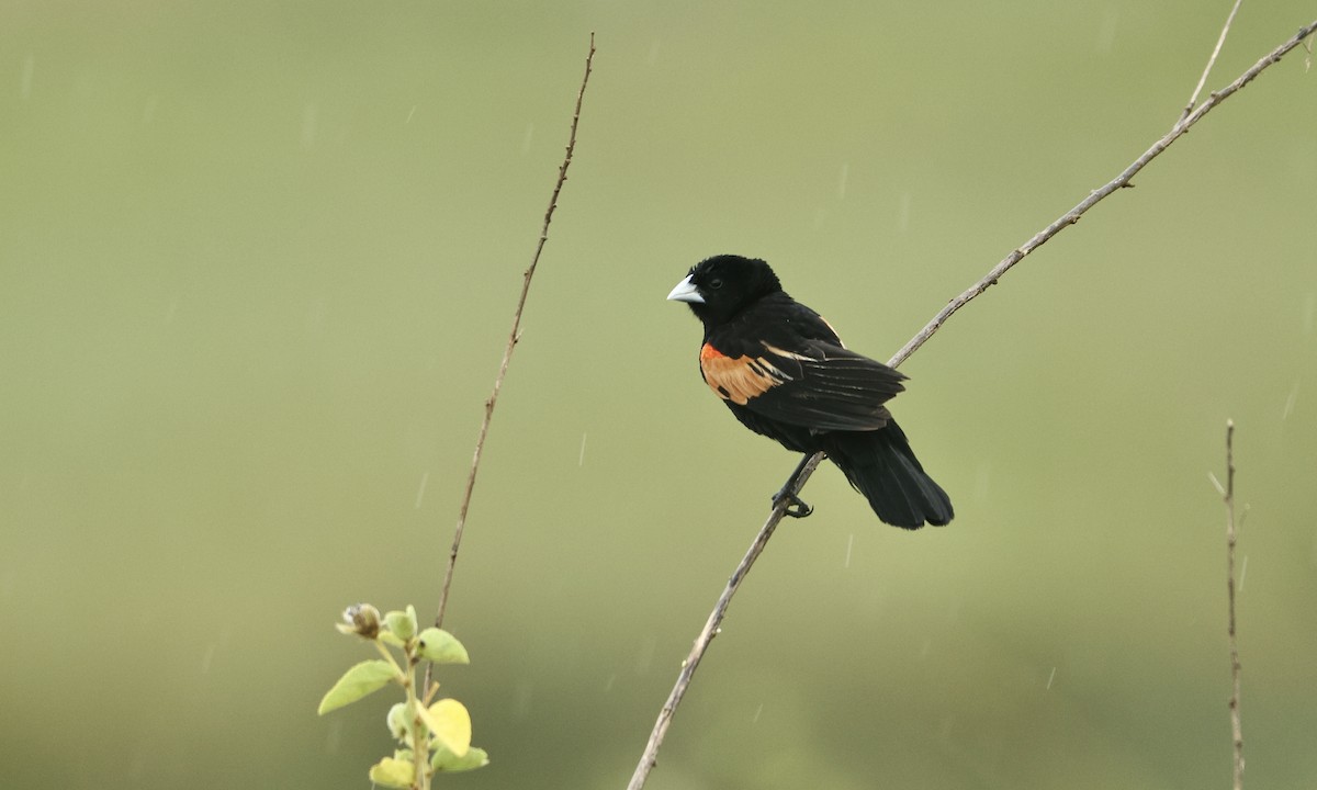Fan-tailed Widowbird - ML613357835