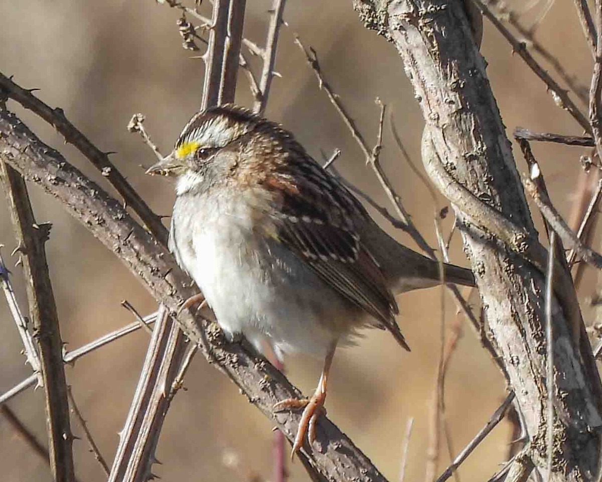 White-throated Sparrow - Gary Hofing