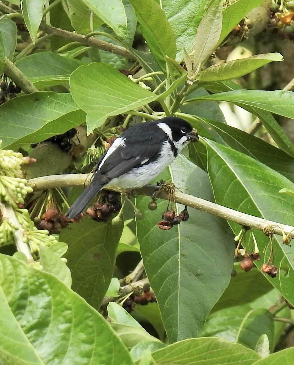 Variable Seedeater - ML613358148
