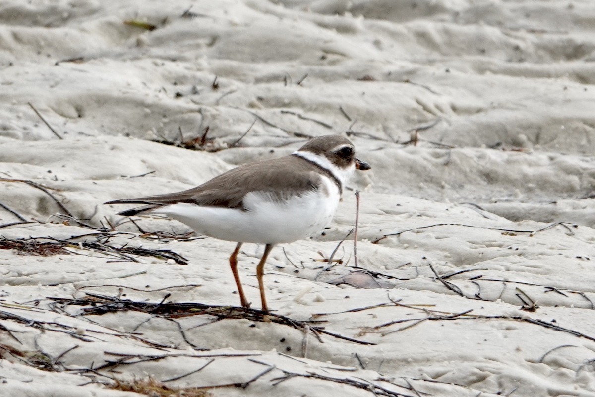 Semipalmated Plover - ML613358398