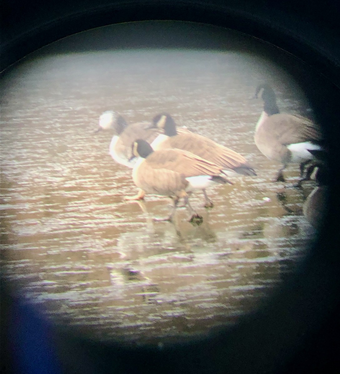 EBird Checklist 9 Jan 2024 Wissahickon Waterfowl Preserve 6   1200