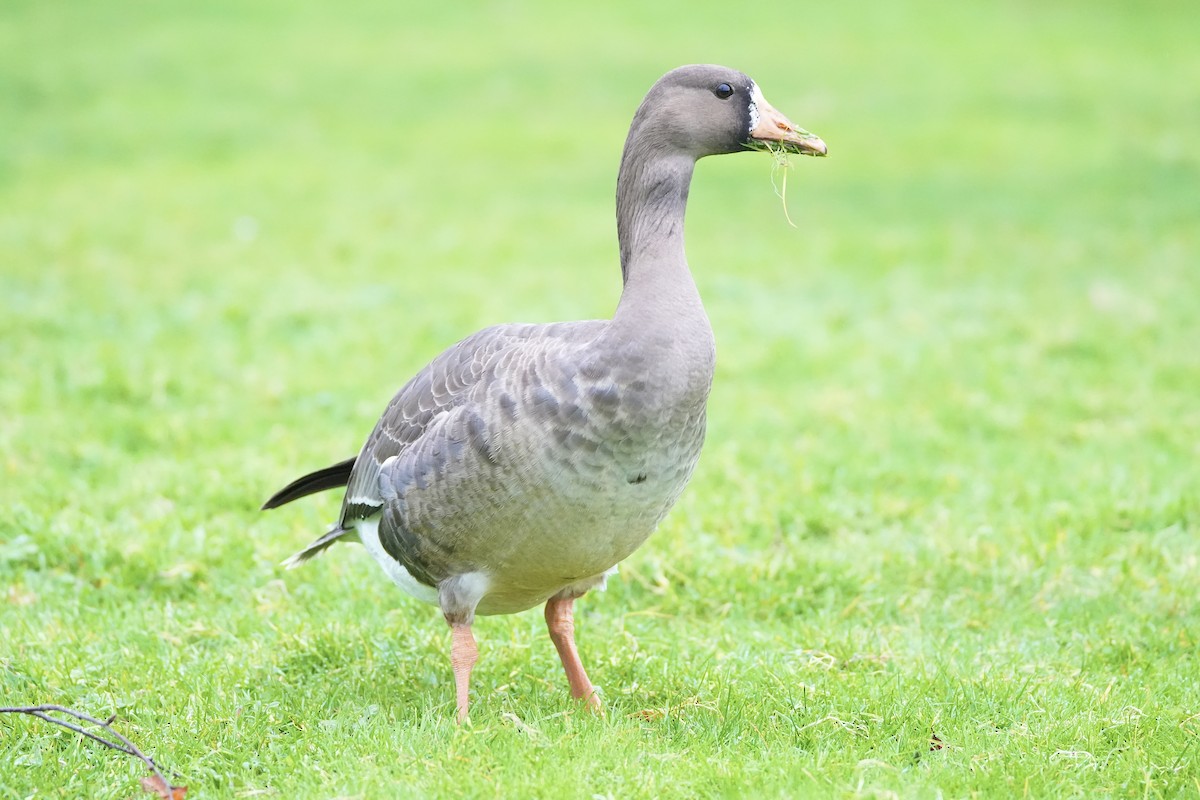 Greater White-fronted Goose - ML613358611