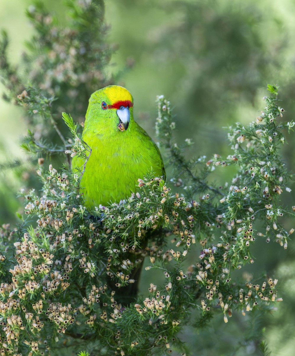Yellow-crowned Parakeet - ML613358683