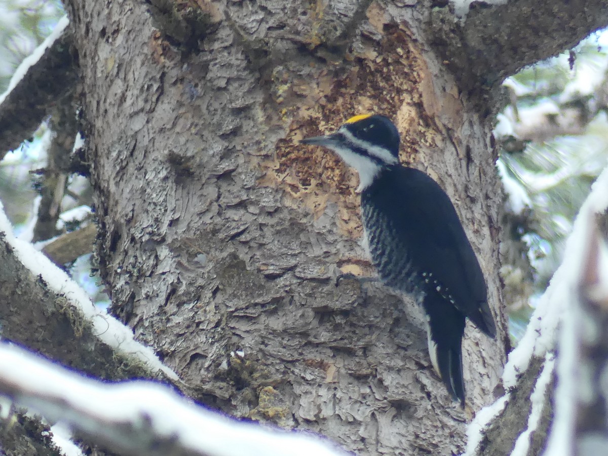 Black-backed Woodpecker - ML613358722