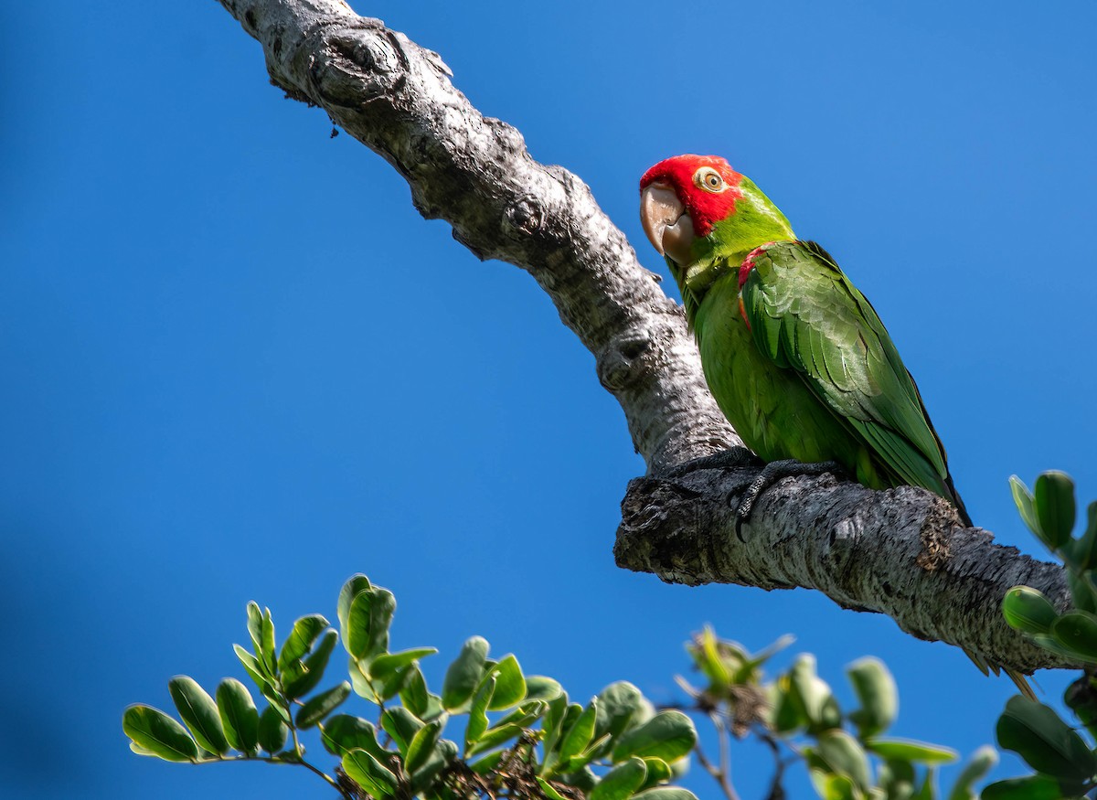 Guayaquil Papağanı - ML613358731