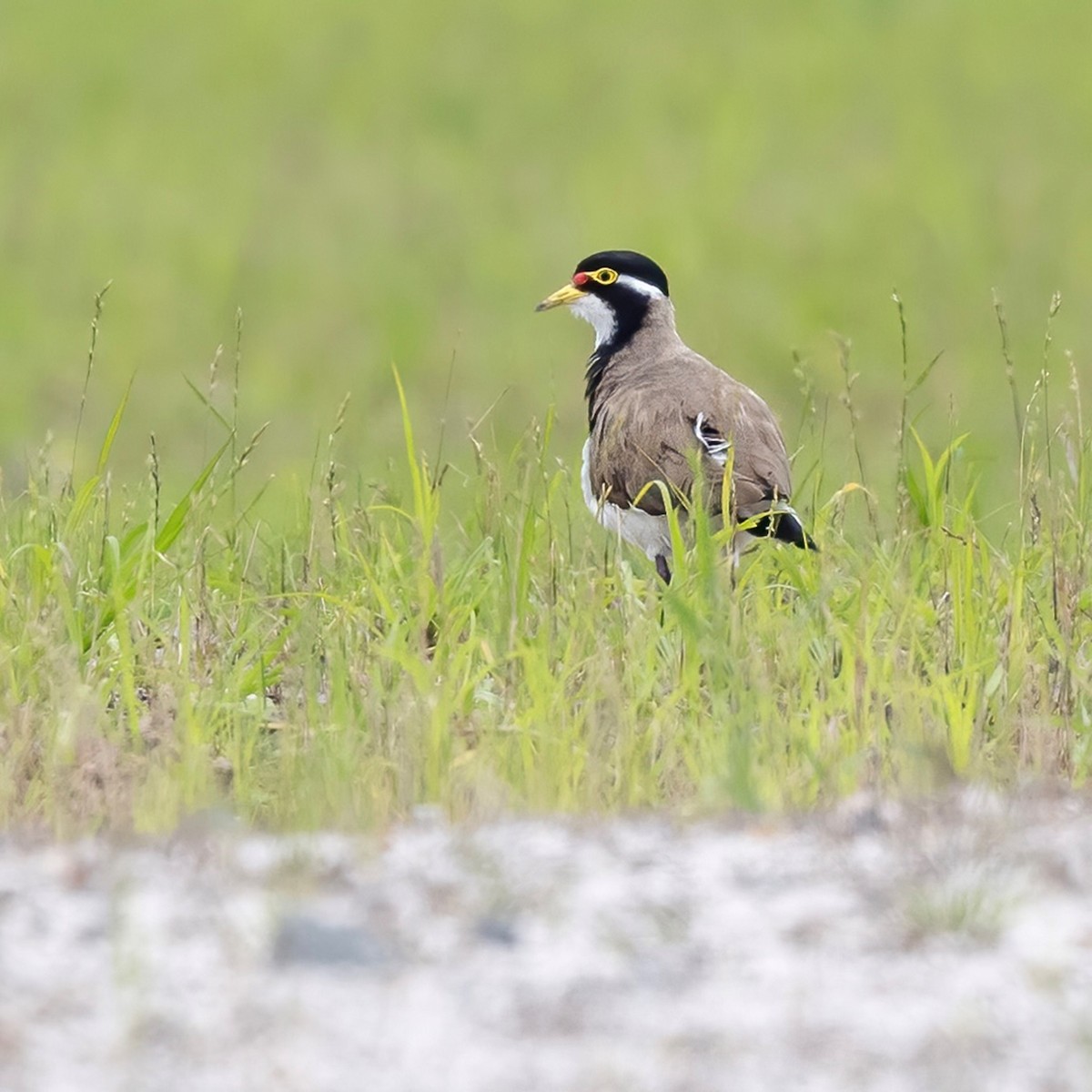 Banded Lapwing - ML613358748
