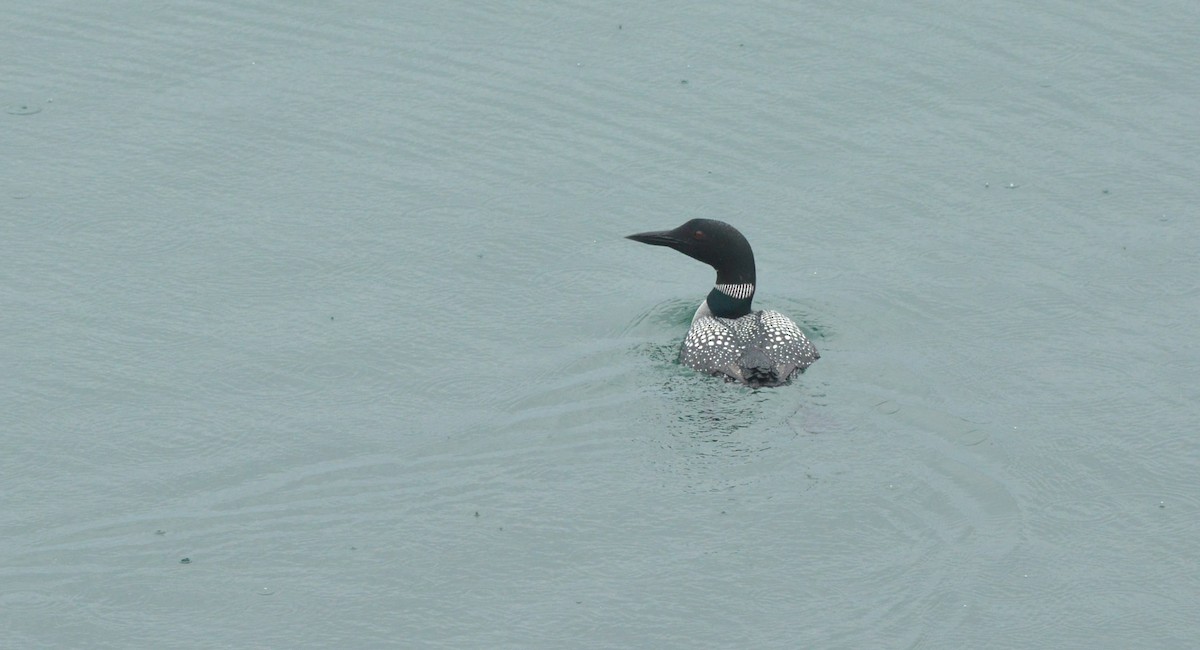 Common Loon - Kathy Marche