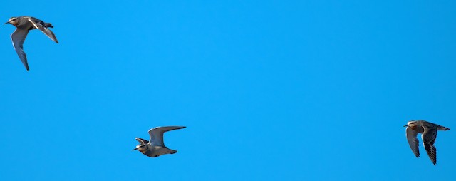 Tawny-throated Dotterels (left-hand and right-hand birds) commencing Definitive Prebasic Molts (subspecies <em class="SciName notranslate">ruficollis</em>).&nbsp; - Tawny-throated Dotterel - 