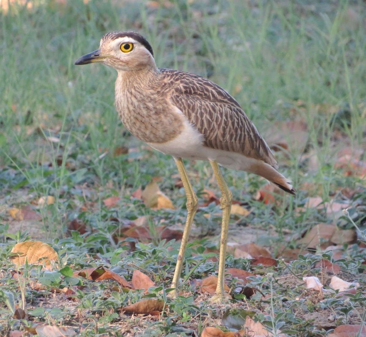Double-striped Thick-knee - ML613359260