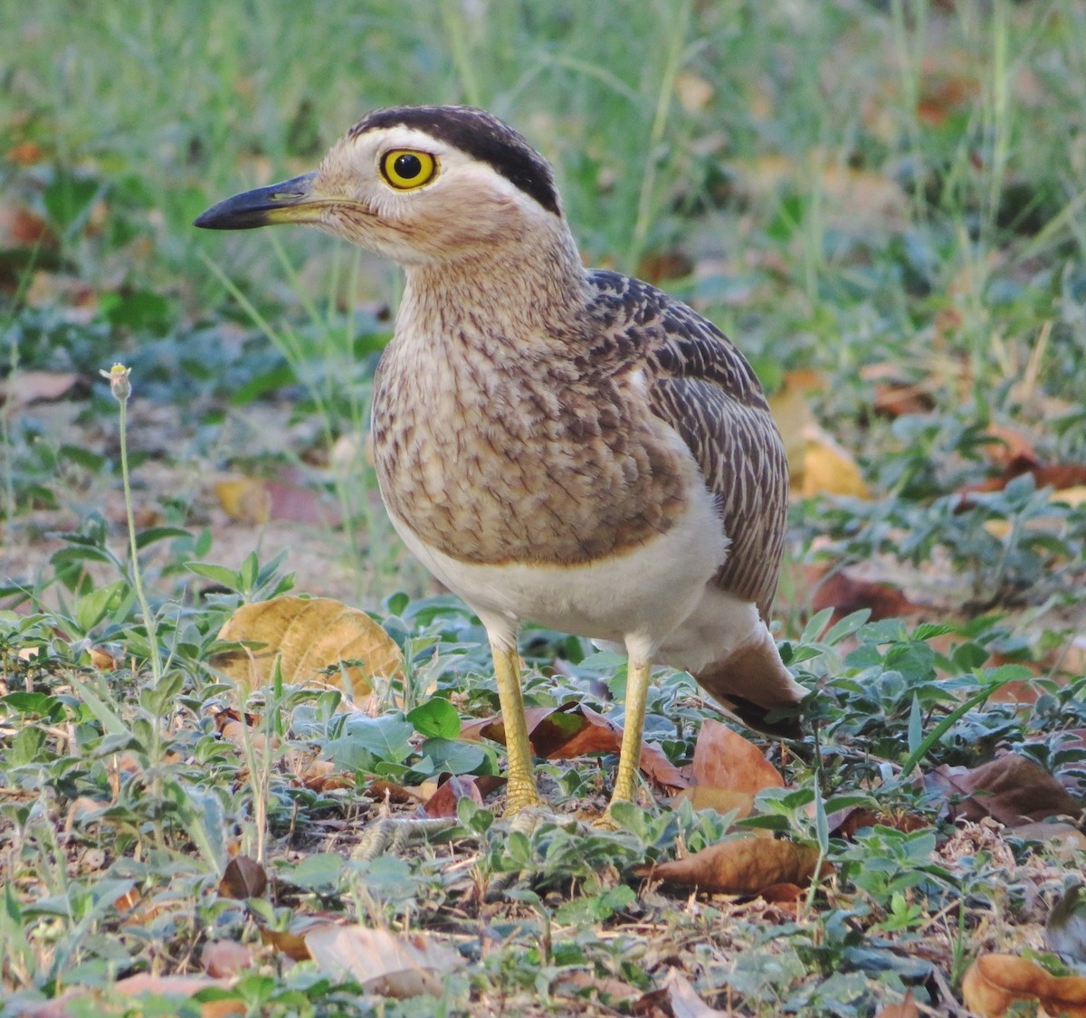 Double-striped Thick-knee - ML613359261