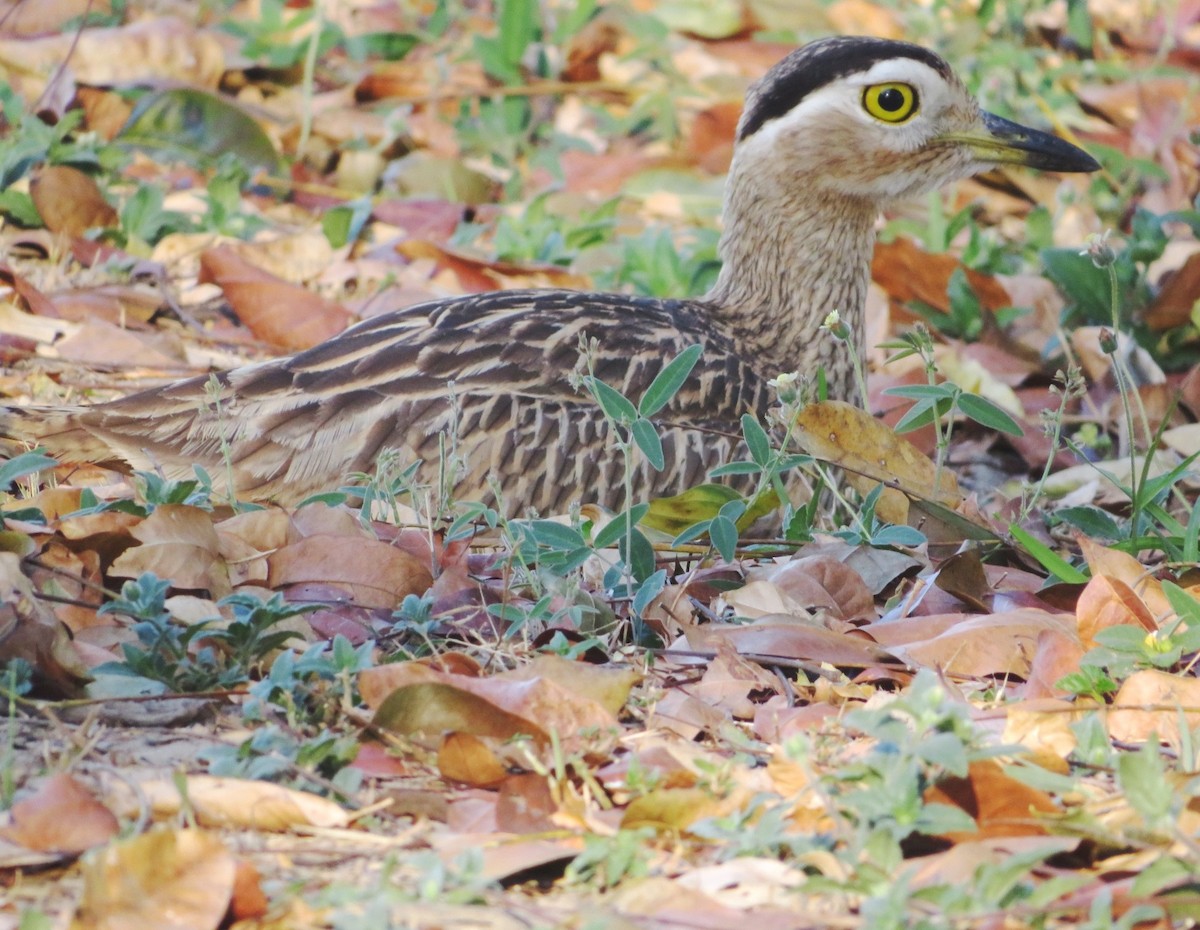Double-striped Thick-knee - ML613359263