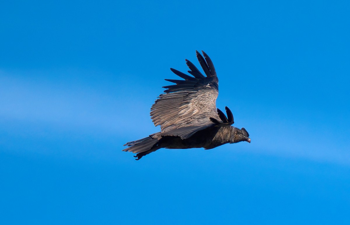 Andean Condor - ML613359362