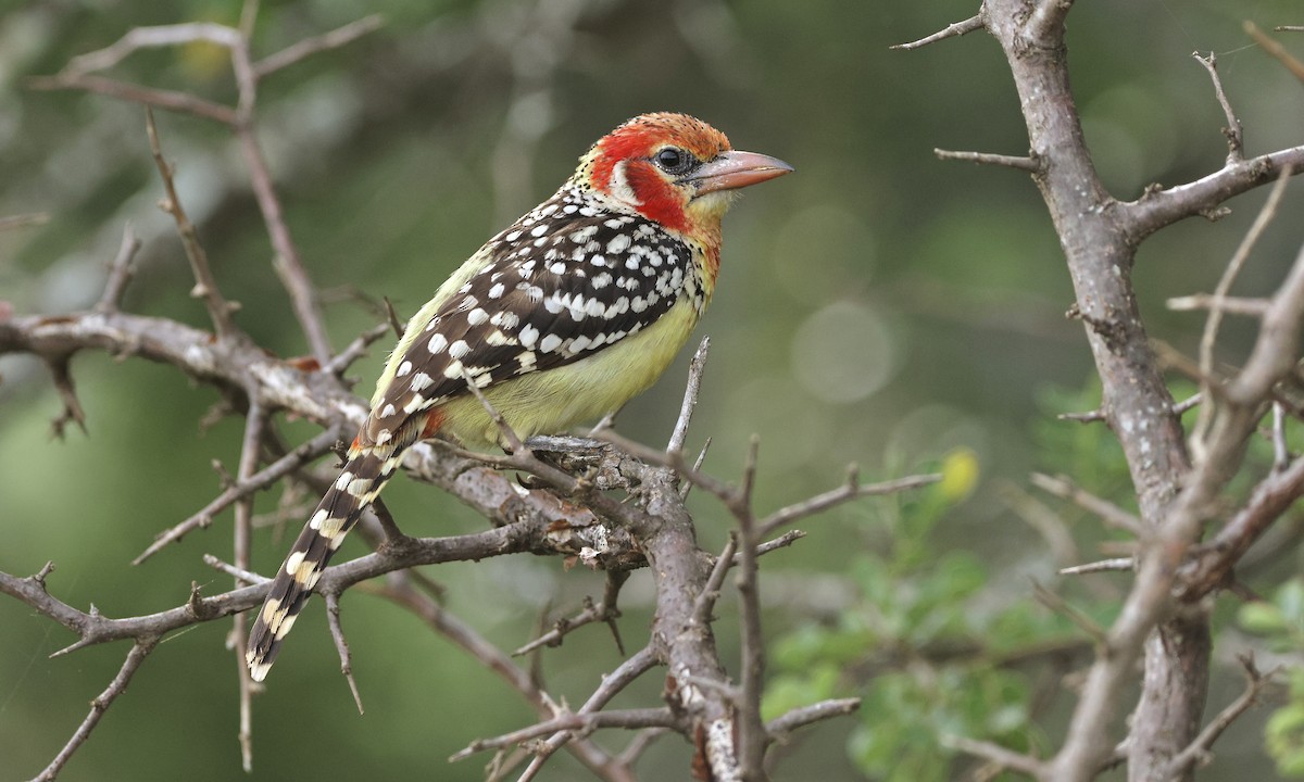 Red-and-yellow Barbet - ML613359412
