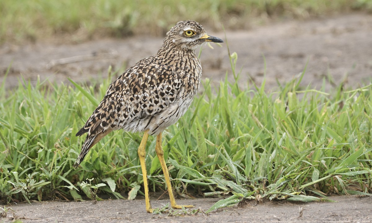 Spotted Thick-knee - ML613359629