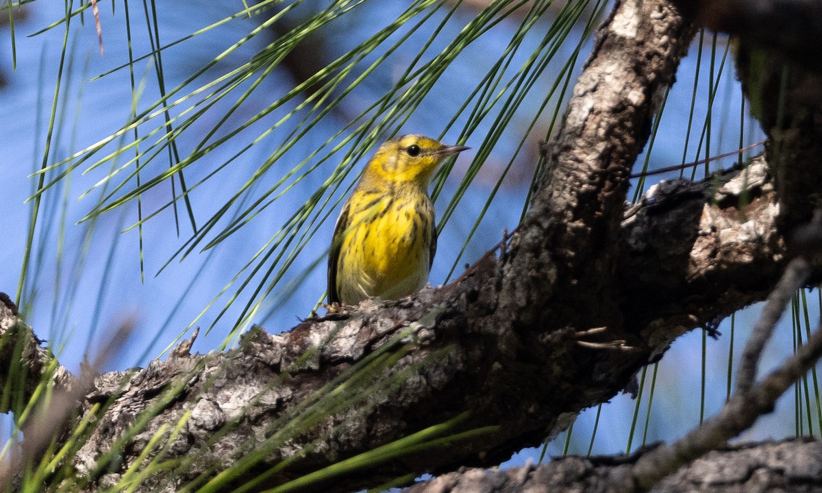 Cape May Warbler - ML613359839