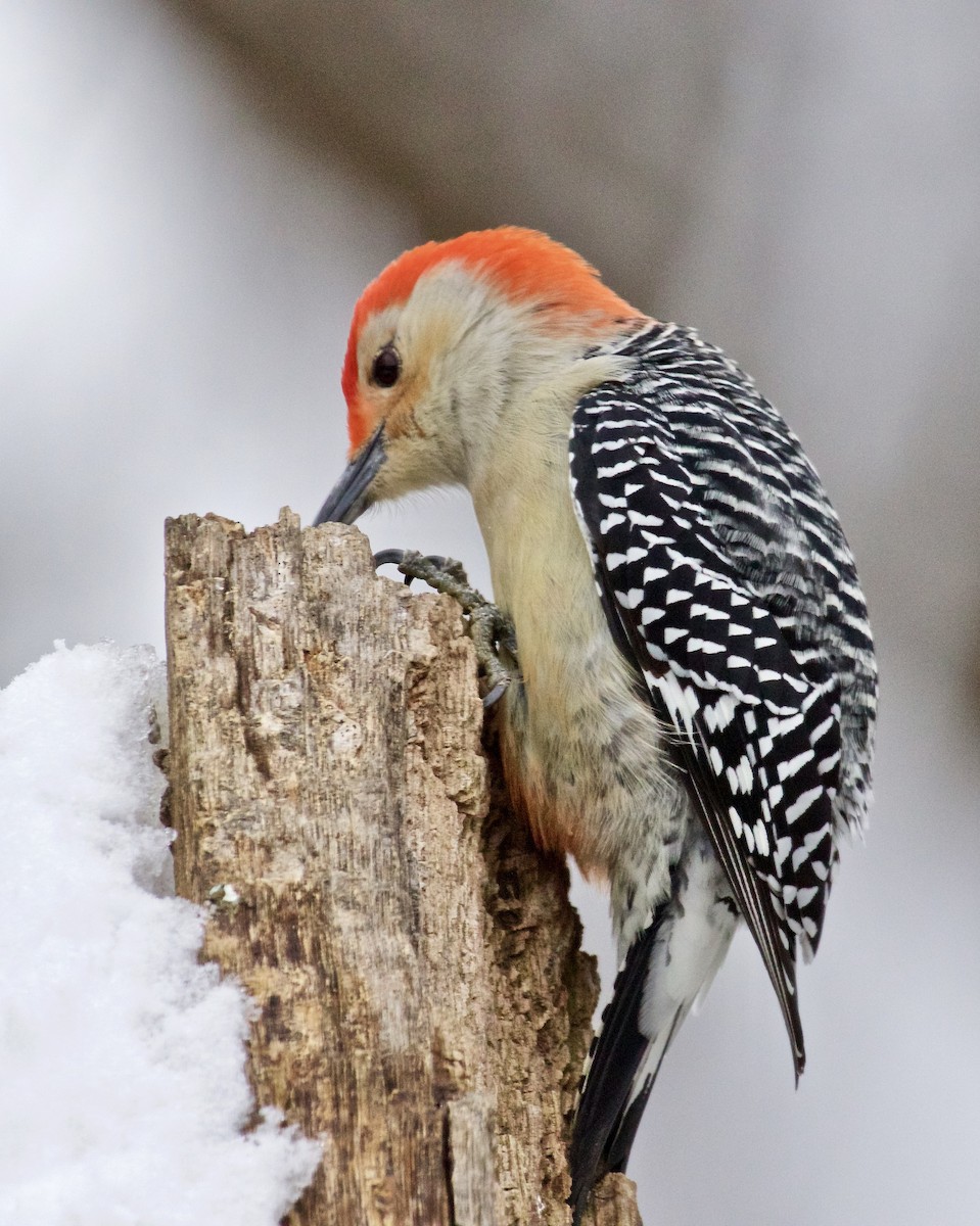 Red-bellied Woodpecker - ML613359913