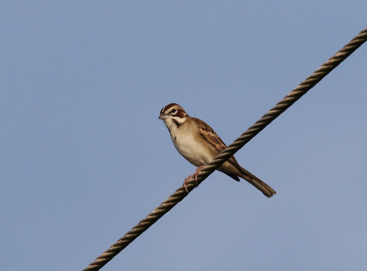 Lark Sparrow - ML613359978