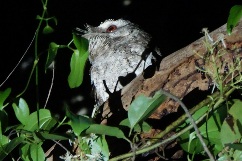 Marbled Frogmouth - ML613360074