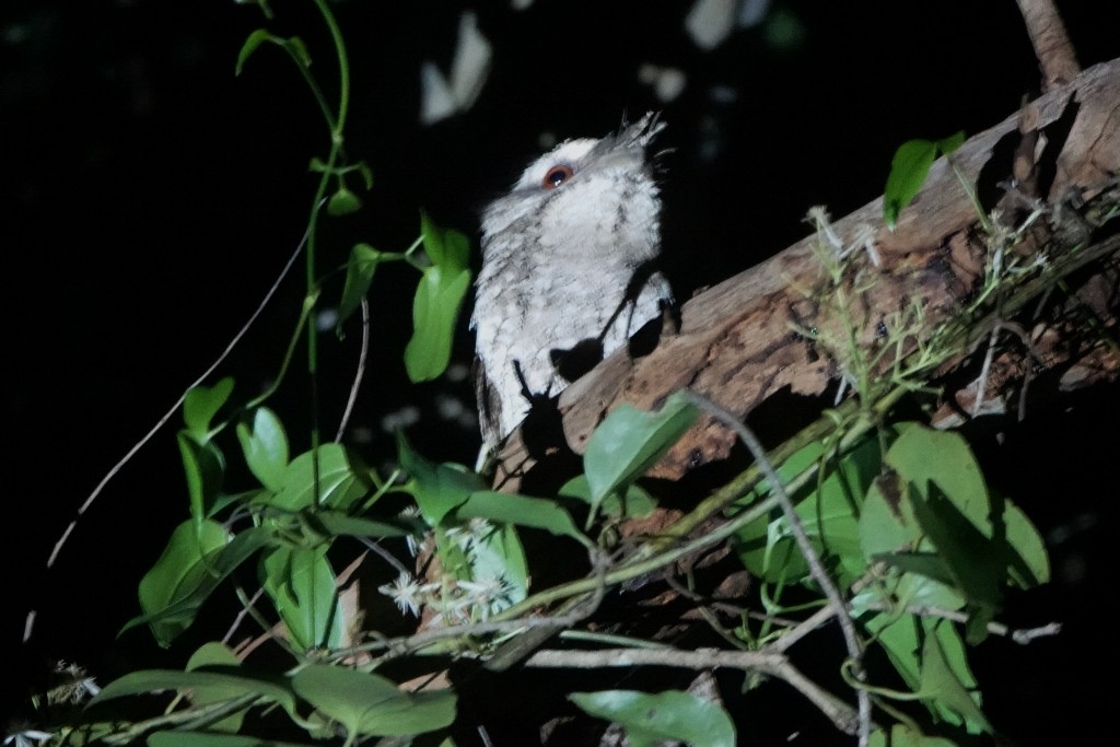 Marbled Frogmouth - Richard Arnold