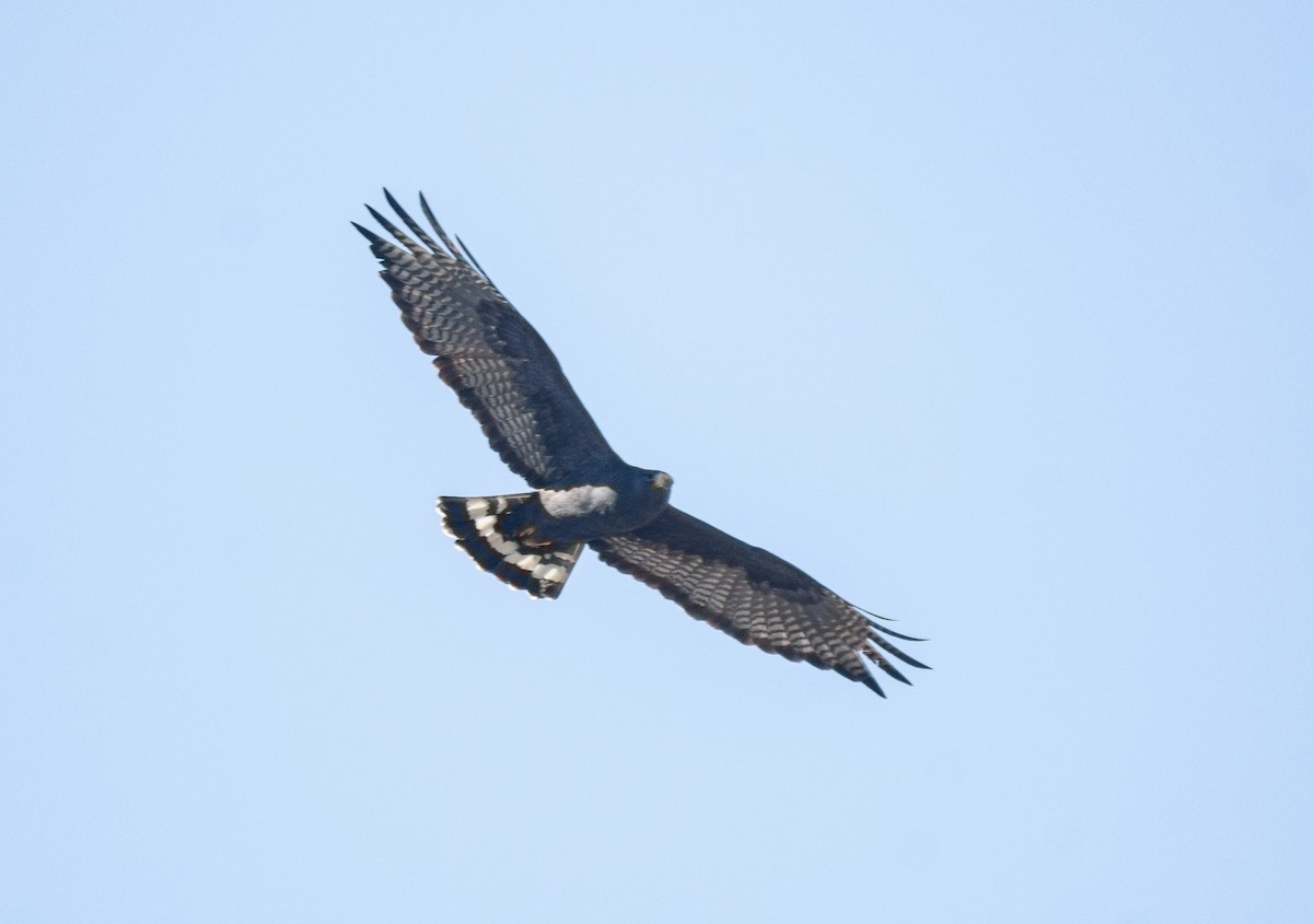 Zone-tailed Hawk - ML613360147