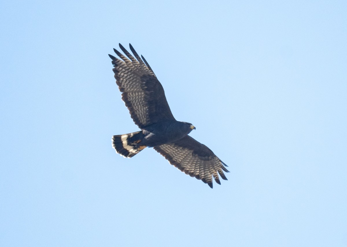 Zone-tailed Hawk - ML613360148
