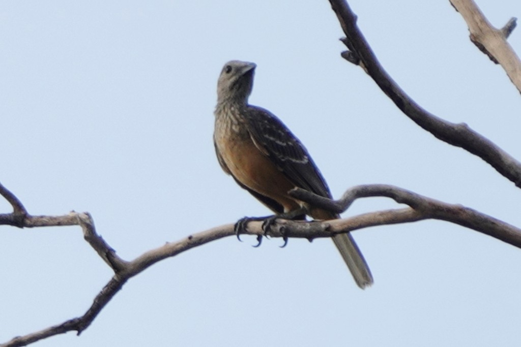 Fawn-breasted Bowerbird - ML613360184
