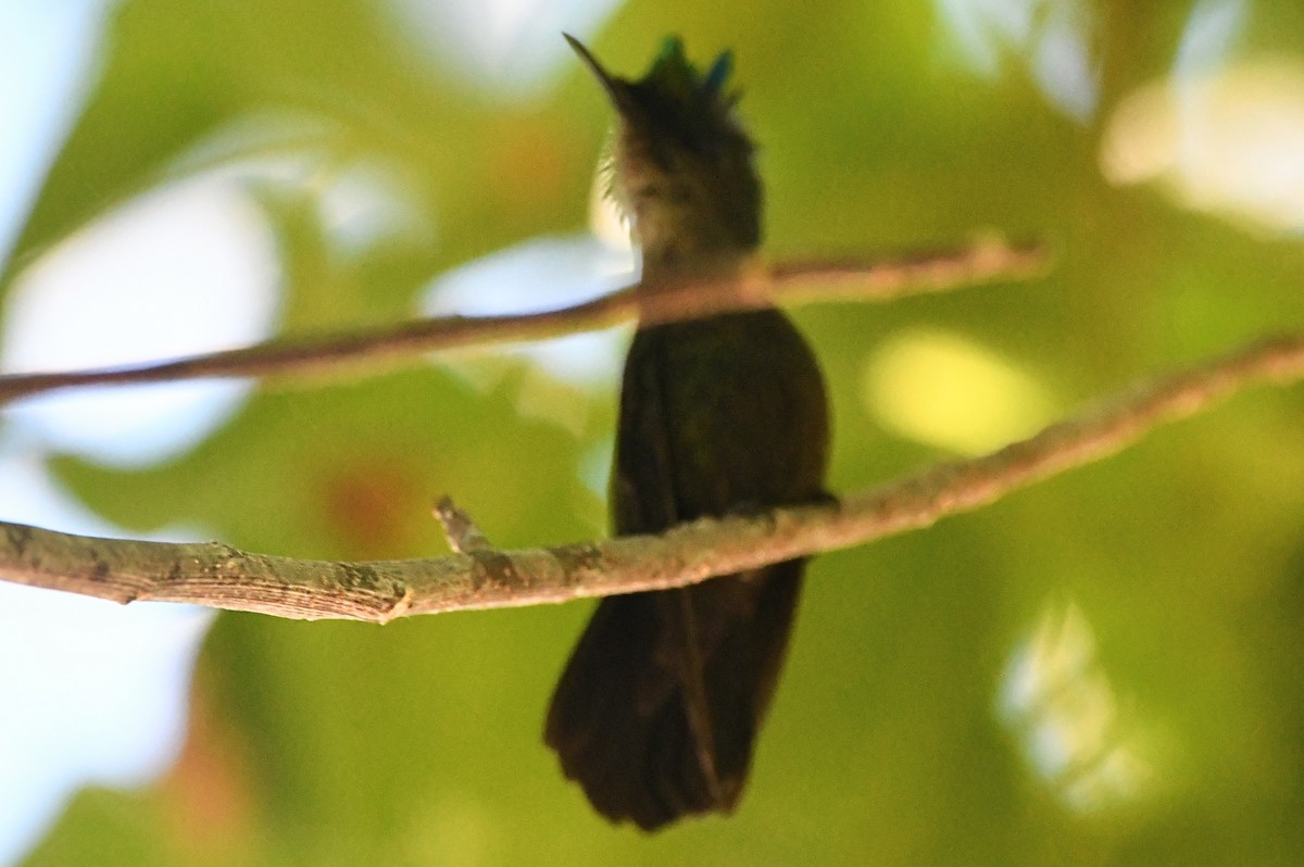 Antillean Crested Hummingbird - ML613360725