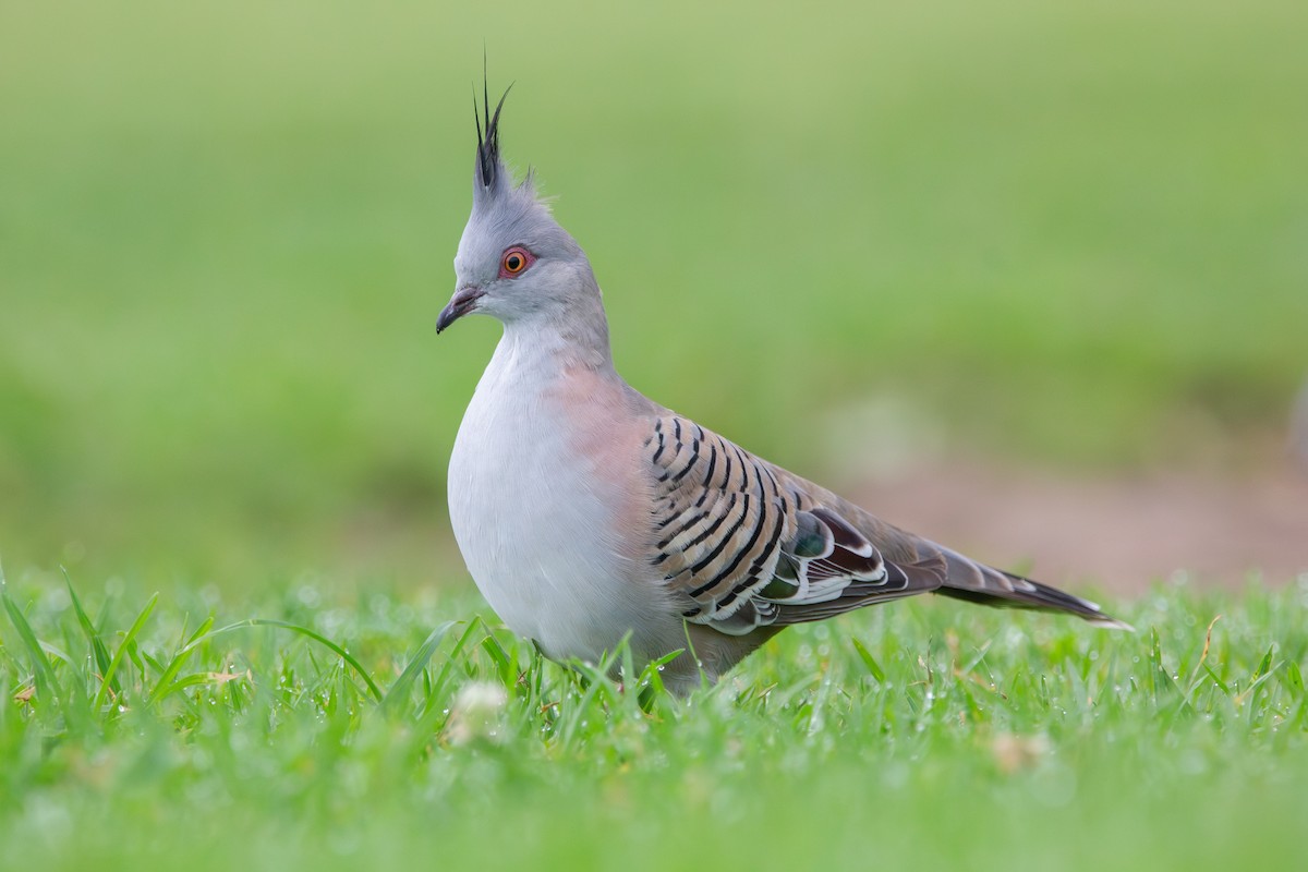 Crested Pigeon - ML613360881
