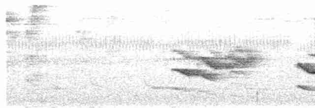Band-tailed Antwren - ML613360907
