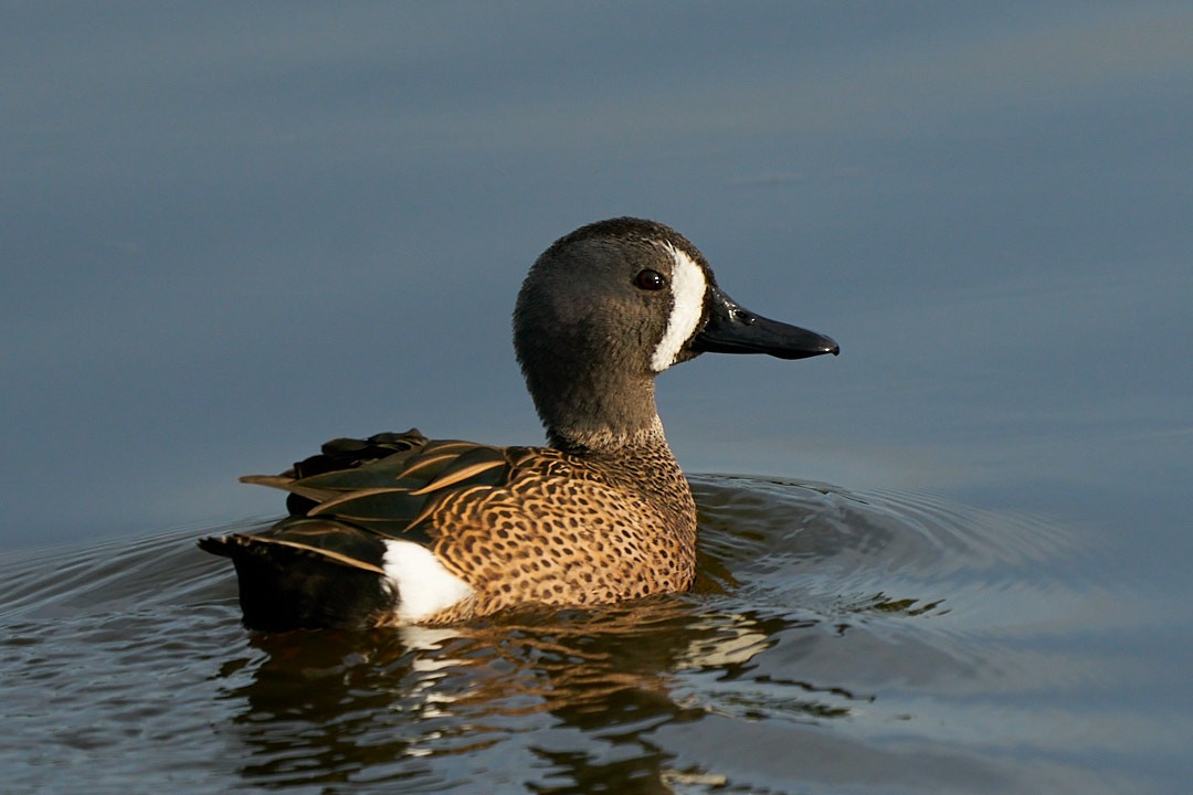 Blue-winged Teal - ML613361198