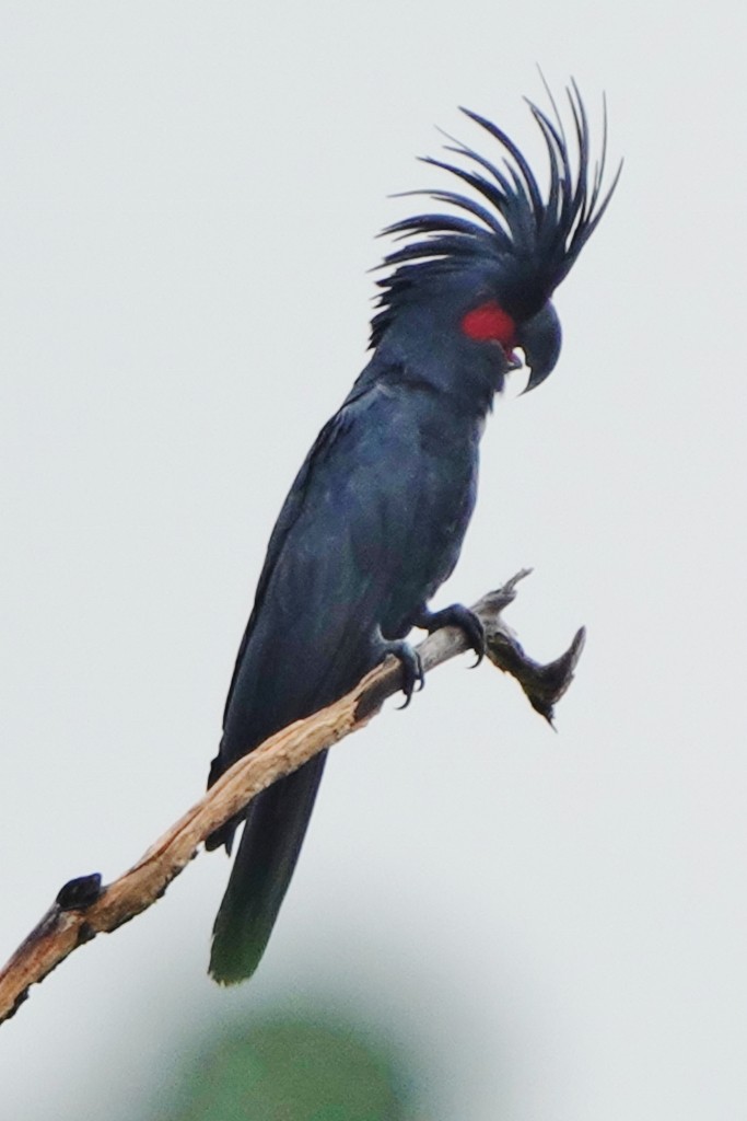 Palm Cockatoo - Richard Arnold