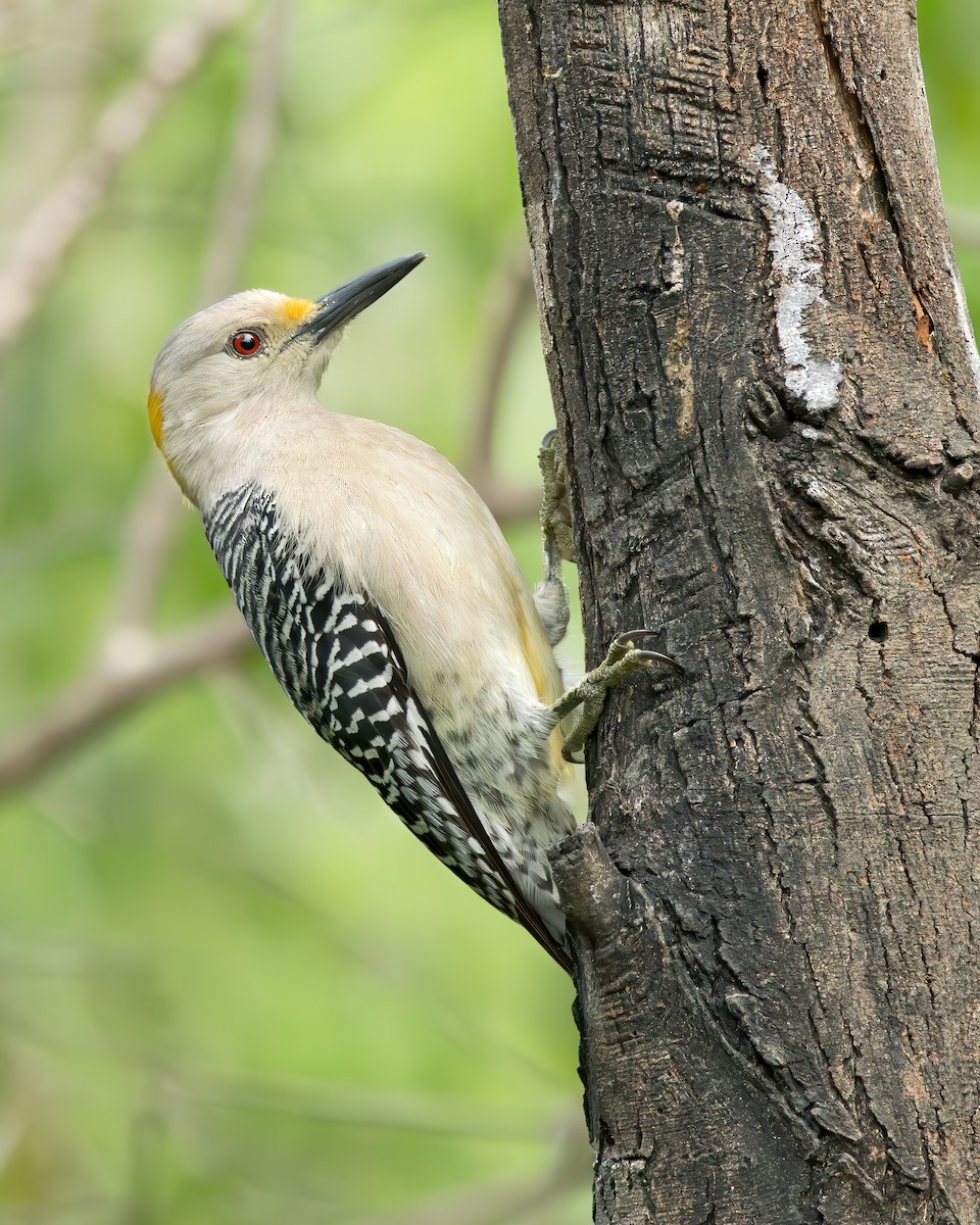 Golden-fronted Woodpecker (Northern) - ML613361320