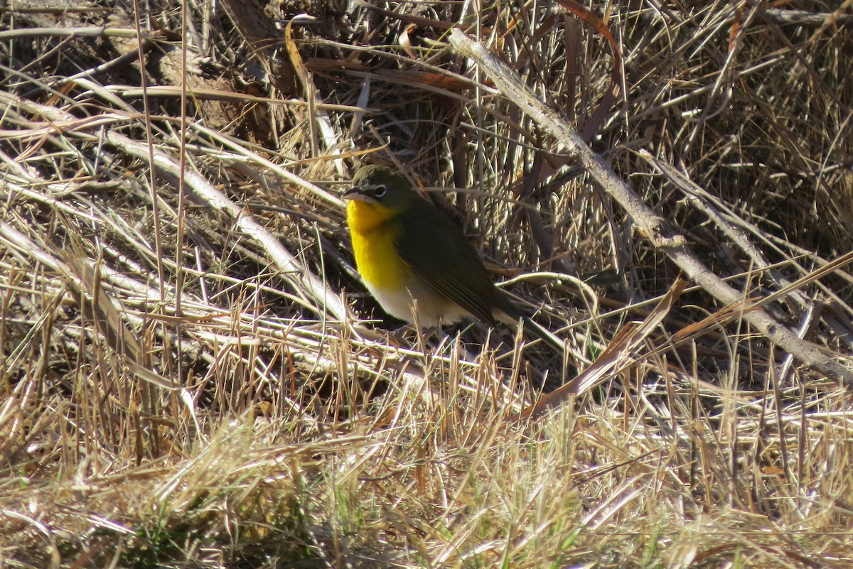 Yellow-breasted Chat - ML613361437